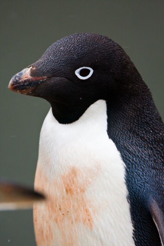 Adélie Penguin